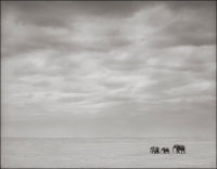 Elephants Alone, Amboseli, 2010