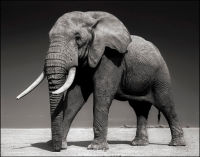 Elephant with Half Ear, Amboseli, 2010