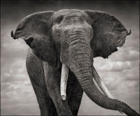 Elephant with Tattered Ears, Amboseli, 2008