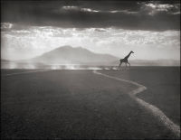 Giraffe Running, Amboseli, 2010
