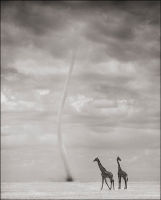 Giraffes with Dust Devil, Amboseli, 2007