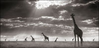 Giraffes in Evening Light, Masai Mara, 2006