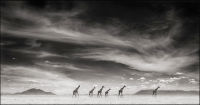 Giraffes Under Swirling Clouds, Amboseli, 2007