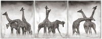 Nick Brandt - Giraffe Triptych, Masai Mara, 2005 Giraffe Triptych, Masai Mara, 2005