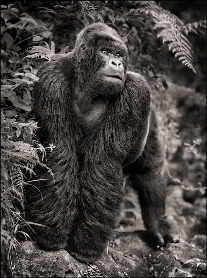 Gorilla on Rock, Parc des Volcans, 2008 - Photograph by Nick Brandt