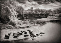 Hippos on the Mara River, Masai Mara, 2002