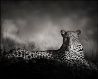Leopard Staring, Masai Mara, 2010