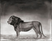 Portrait of Lion Standing in Wind, Masai Mara, 2006