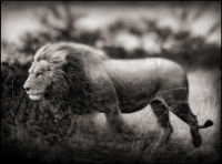 Lion tombé au vent, Serengeti, 2002