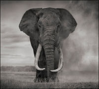 Portrait of Elephant in Dust, Amboseli, 2011