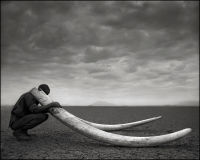 Ranger with Tusks of Killed Elephant, Amboseli, 2011