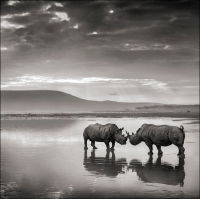 Rhinos in Lake, Lake Nakuru, 2007