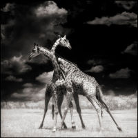 Nick Brandt - Giraffes Battling in Sun, Masai Mara, 2006 Giraffes Battling in Sun, Masai Mara, 2006