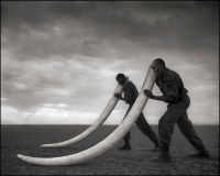 Two Rangers with Tusks of Killed Elephant, Amboseli, 2011