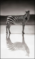 Zebra on Lake, Ngorongoro Crater, 2005