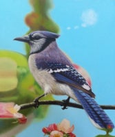 Bird Thinking of a Cloud (Blue Jay)