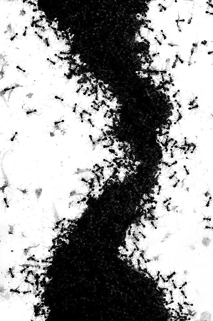 Nathan Harger Black and White Photograph - Untitled (Ants)