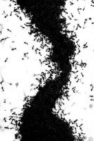 Untitled (Ants)