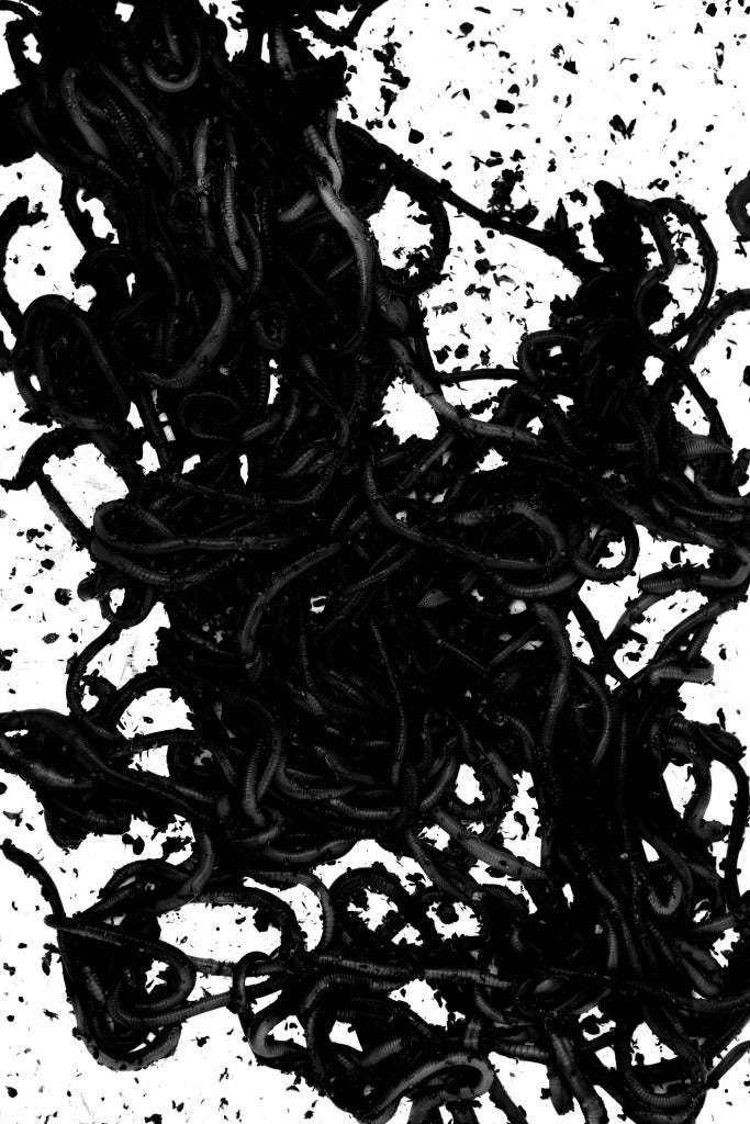 Nathan Harger Black and White Photograph - Untitled (Worms)