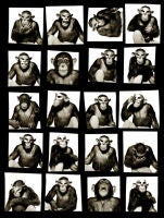 Monkeys with Mask Contact Sheet, New York City