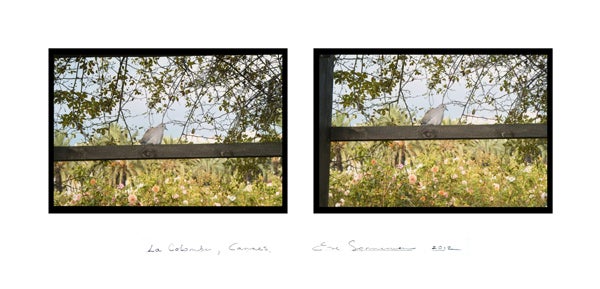 LA COLOMBE, CANNES – Photograph von Eve Sonneman