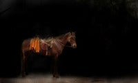 Untitled (Horse #1)