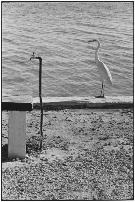 Florida Keys, 1968 - Elliott Erwitt (Schwarz-Weiß-Fotografie)
Signiert, mit Titel bezeichnet und datiert auf dem beiliegenden Label des Künstlers
Silbergelatineabzug, später gedruckt

Erhältlich in vier Größen:
11 x 14 Zoll
16 x 20 Zoll
20 x 24