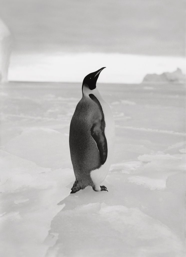 white emperor penguin