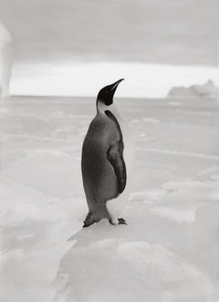 An Emperor Penguin - Herbert George Ponting (Black and White Photography)