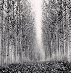 Corridor of Leaves, Guastalla, Emilia Romagna, Italien, 2006  - Michael Kenna 