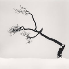KUSSHARO LAKE TREE, STUDY NO 6, KOTAN, HOKKAIDO, JAPAN, 2007 9