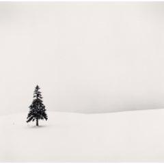 LONE TREE, BIBAUSHI, HOKKAIDO, JAPAN, 2004 3