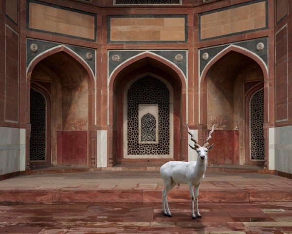 The Witness, Humayun's Tomb, New Delhi - Photograph by Karen Knorr