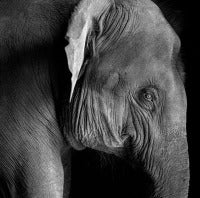 Young Elephant, India