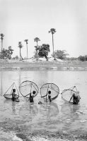 Women fishing in a village Pukur (pond), West Bengal