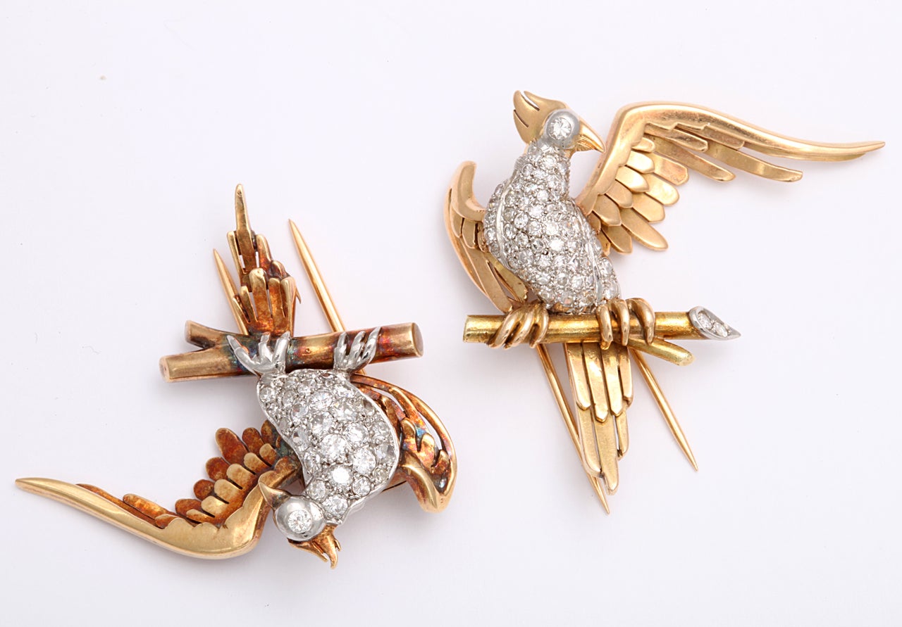 Magnificent Bird Clips