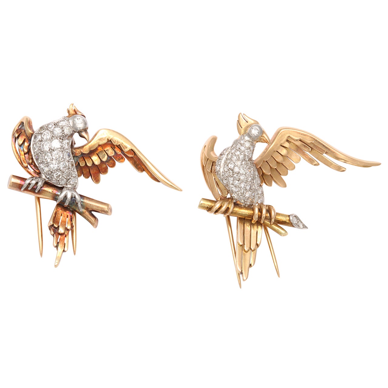 Magnificent Bird Clips For Sale