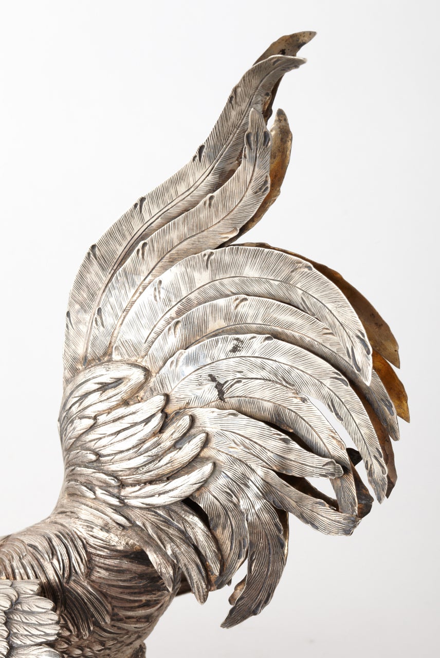 grey fighting rooster
