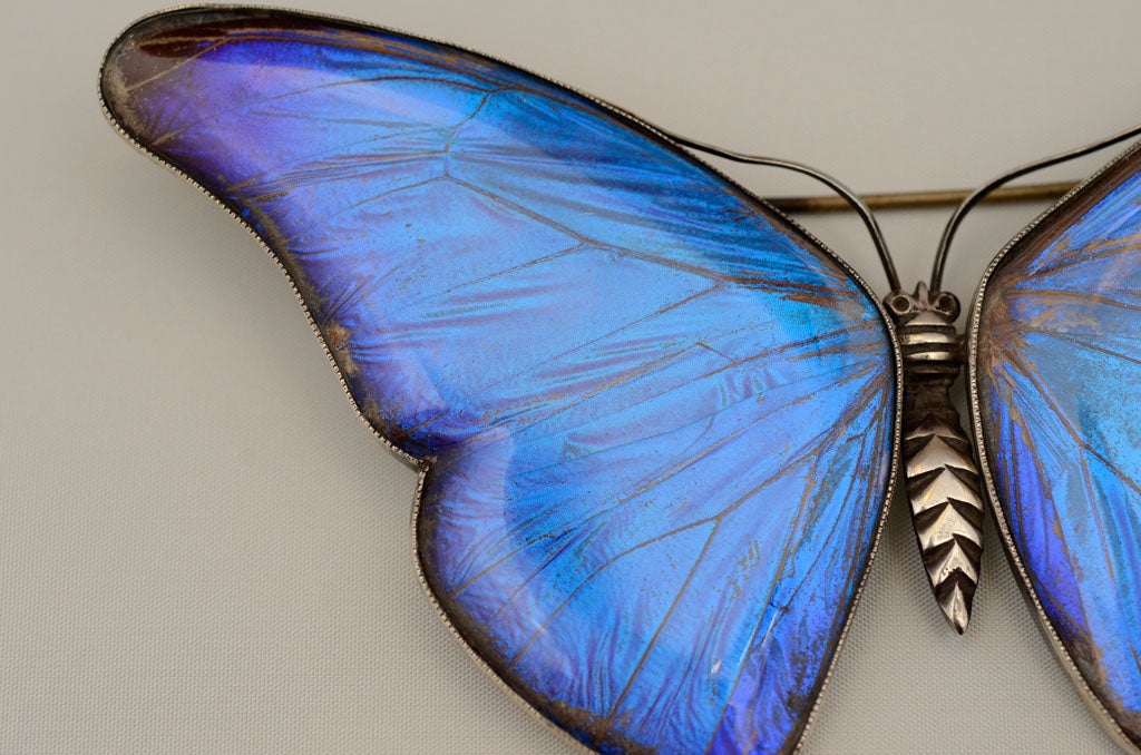 Edwardian Butterfly Brooch