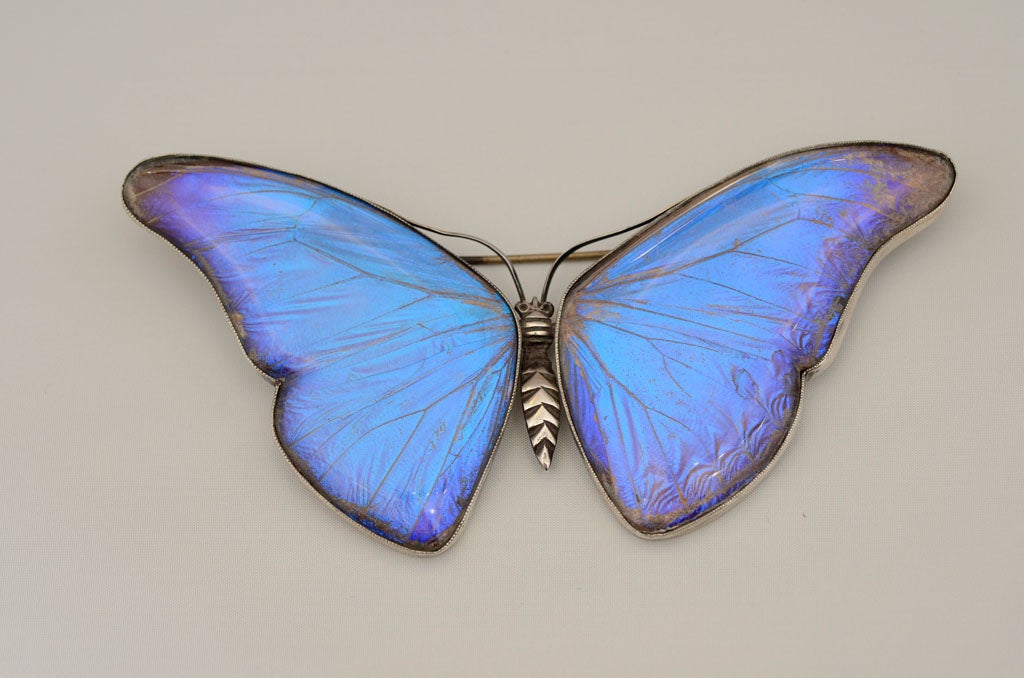 An exceptionally large brooch made of real butterfly wings set in sterling silver.  Hallmarked 
