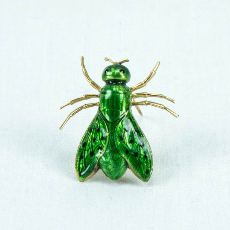 green and gold fly