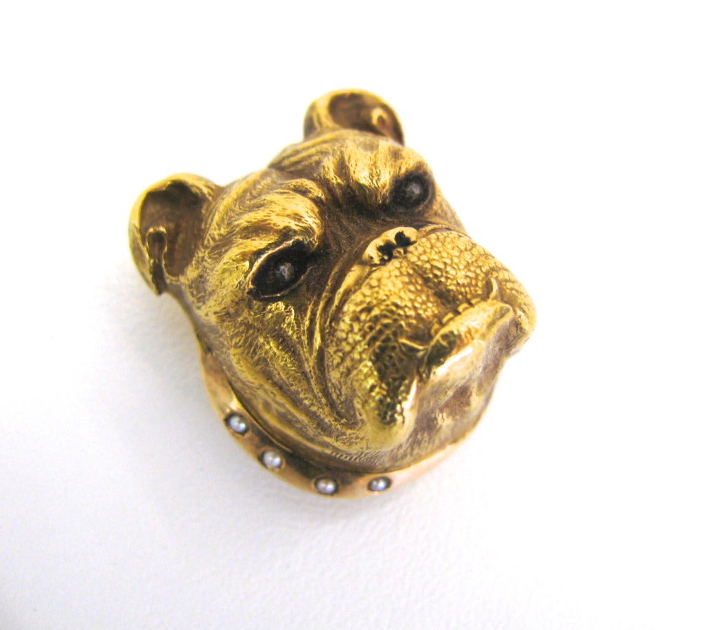 An Edwardian Bulldog Pin 1906