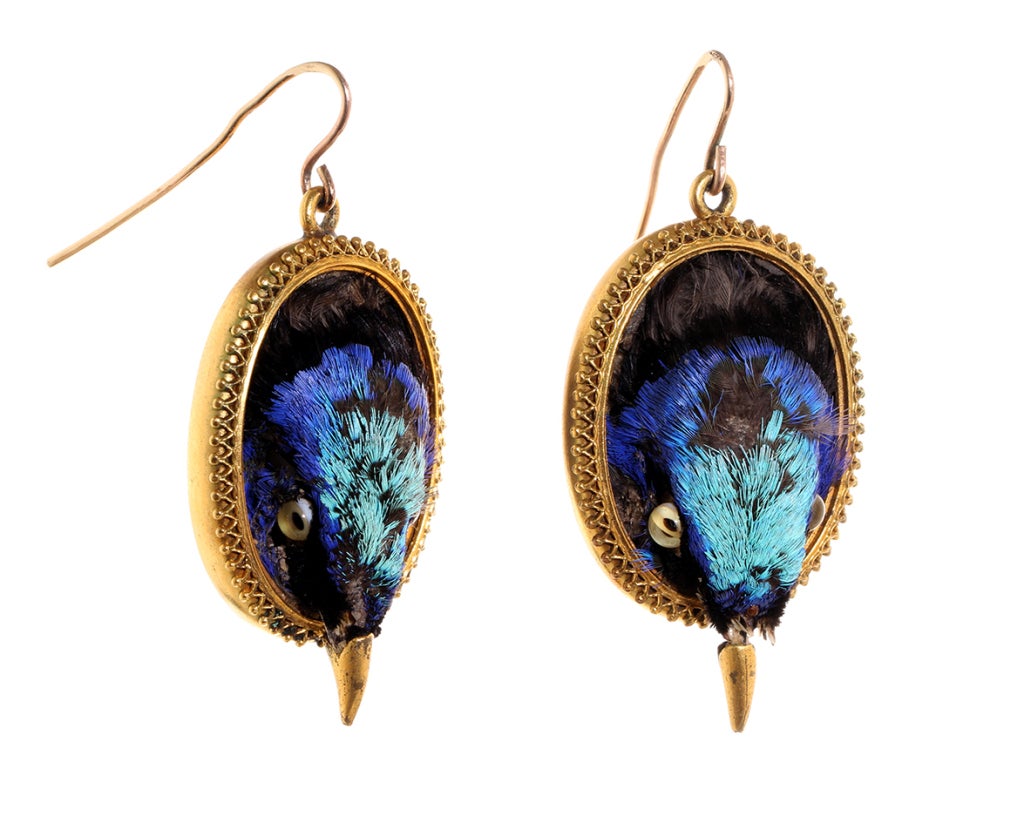 Victorian Humming Bird Curiosities