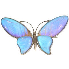 Antique Butterfly Wing & Silver Brooch