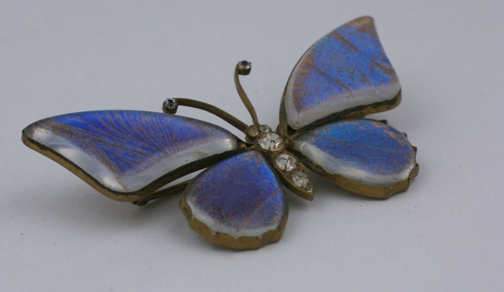 Victorian Butterfly Wing Brooch at 1stDibs