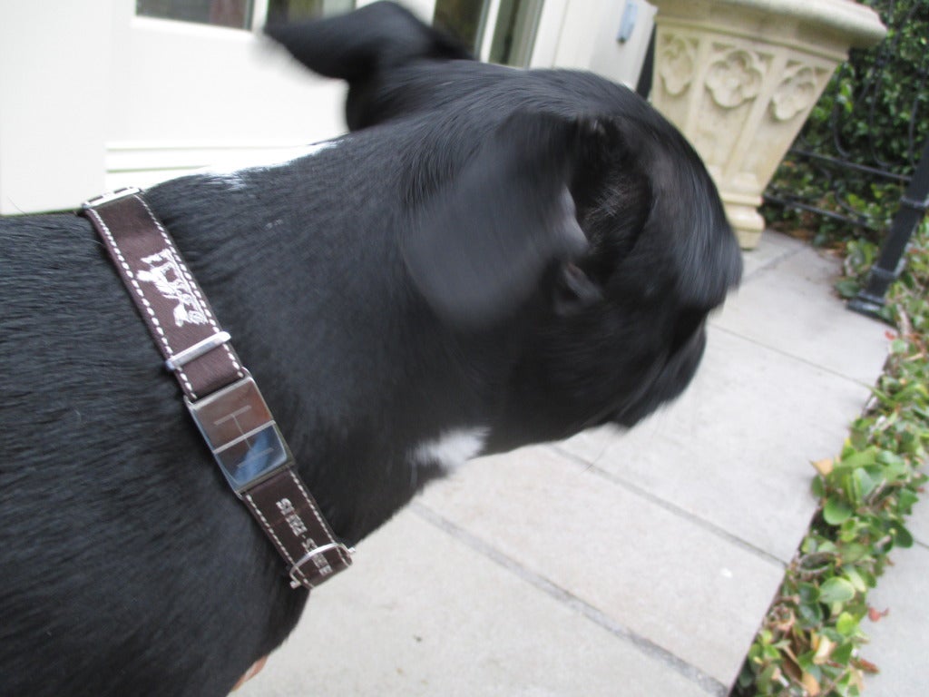 Hermes Silk Bolduc Pet Collar with Silver Hardware in Hermes Box 1