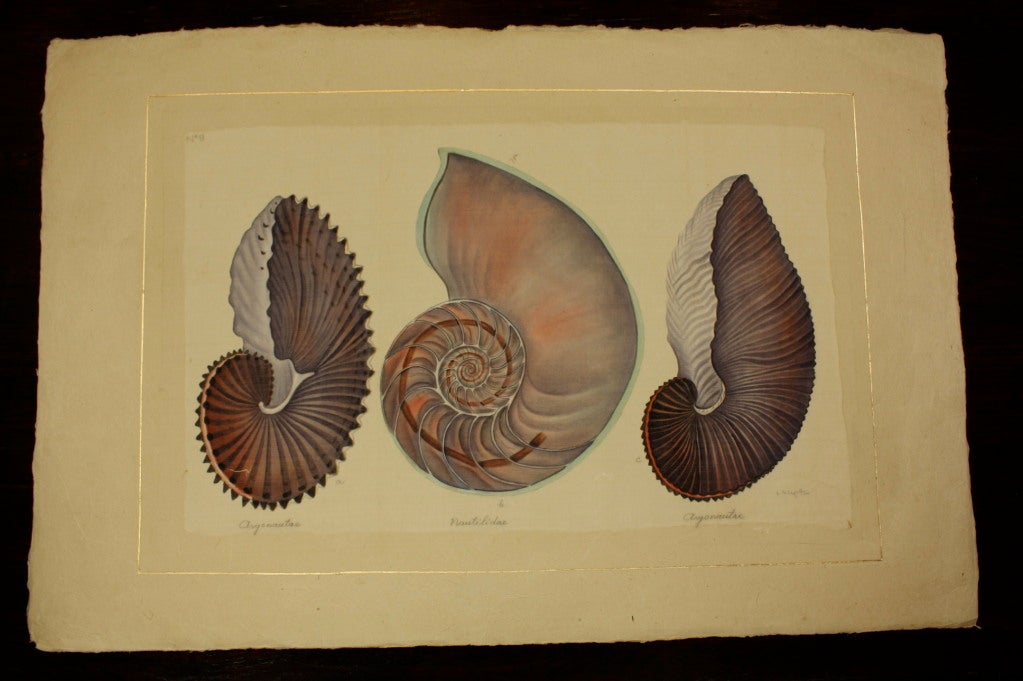 Watercolor Pair Natural History Studies of Shells