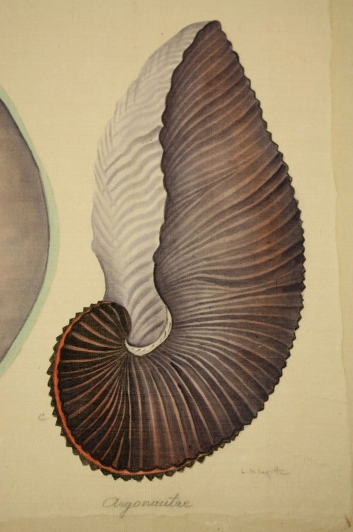 Pair Natural History Studies of Shells 1