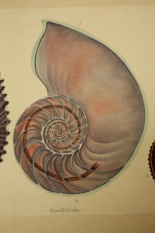 Pair Natural History Studies of Shells 2