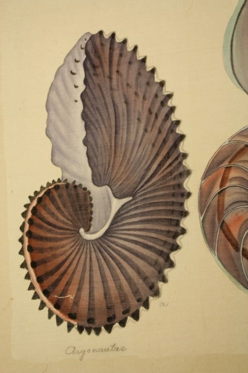 Pair Natural History Studies of Shells 3